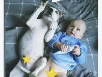 Питбуль Смарти 1.5года, фотография 3