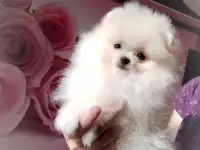 Померанский шпиц, щенки. Мини мишки, фотография 2