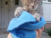 Срочно! Маленький Котенок мальчик в дар!, фотография 9