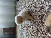 Шотландский котёнок, фотография 2