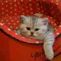 Котята ищут дом, фотография 3