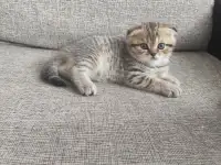 Продам котят, фотография 2