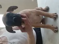 Щенки, фотография 3