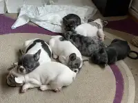 французского бульдога, фотография 2