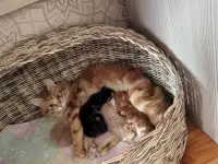 Курильский бобтейл котята