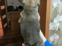 Французский бульдог, фотография 2