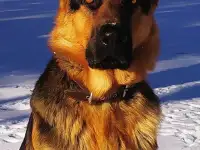 Вязка, фотография 2