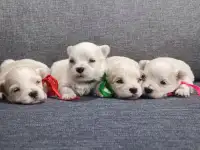 Мальтийской болонки щенки, фотография 4