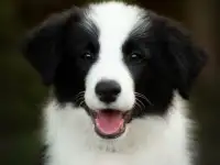 Продаются щенки Бордер-Колли, фотография 2