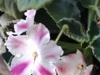 Цветущие фиалки