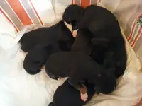 Щенки, фотография 3