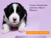 Щенки бордер колли, фотография 7