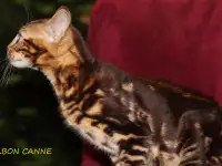 Шикарный бенгал из питомника Burbon Canne, фотография 2