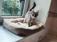 Котята в дар, фотография 12