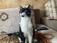 самый ласковый в мире кот ищет хозяев, фотография 3