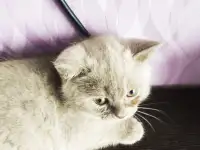 Котята Скоттиш-страйт, фотография 5