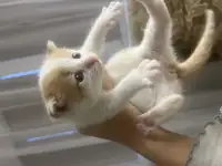 Котенок даром, фотография 3