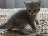 Шотландские очаровашки, фотография 2
