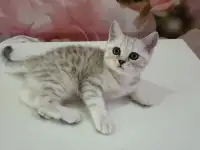 Шотландский котёнок