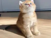 ЗОЛОТАЯ ШИНШИЛЛА шотландские котята