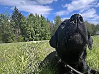 Срочно продам щенка, фотография 2