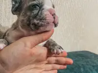 Французские булочки