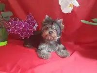 Щенки Йоркширского терьера