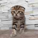 Шотландские котята, фотография 5