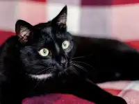 Ласковый котик Каспер в дар!, фотография 3