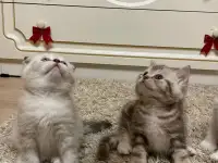 Шотландские мальчик скоттиш страйт и девочка скоттиш фолд, фотография 9