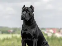 Вязка, ИТАЛЬЯНСКИЙ КАНЕ КОРСО