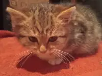 Отдам котенка в хорошие руки, фотография 4