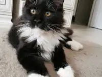 Кошка Мейн-КУН продажа, питомник., фотография 2