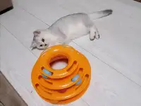 Котята британские, фотография 4