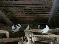 Голуби, фотография 2
