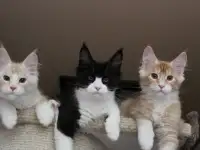 Котята мейн кун!, фотография 4