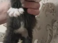 котята в хорошие руки, фотография 4