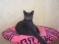 Кот Маус, кастрирован., фотография 4