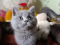 Продаю шотландских котят
