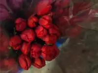 Тюльпаны жёлтые оптом. Документы., фотография 3