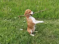 Щенки бигля, фотография 4