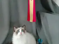 Котёнок Рэгдолл в любящую семью, фотография 7