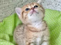 Шотландские котята ЗОЛОТАЯ ШИНШИЛЛА, фотография 6