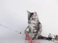 Котята Мейн-кун из питомника, фотография 3