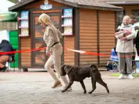 Открыт для вязок шикарный кобель шарпея, фотография 3