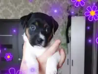 Щенок Джек Рассел терьер,щенки