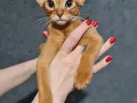 Котята, фотография 9