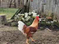 Петух молодой