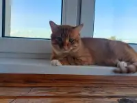 Ищет дом ласковый и интеллигентный молодой котик!!!, фотография 3