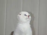 Шотландские котята, фотография 5